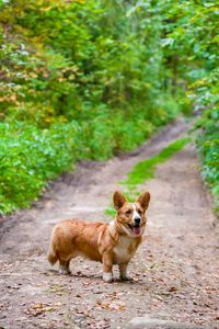 Preview wallpaper corgi, dog, protruding tongue, pet
