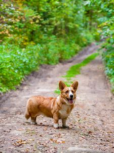 Preview wallpaper corgi, dog, protruding tongue, pet