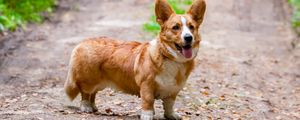 Preview wallpaper corgi, dog, protruding tongue, pet