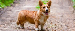 Preview wallpaper corgi, dog, protruding tongue, pet