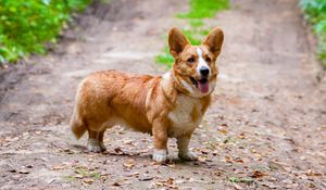Preview wallpaper corgi, dog, protruding tongue, pet