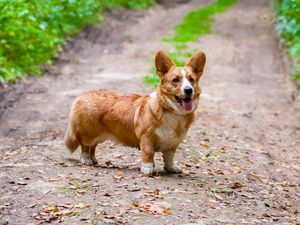 Preview wallpaper corgi, dog, protruding tongue, pet