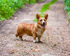 Preview wallpaper corgi, dog, protruding tongue, pet