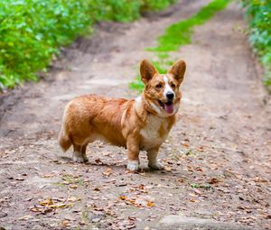 Preview wallpaper corgi, dog, protruding tongue, pet