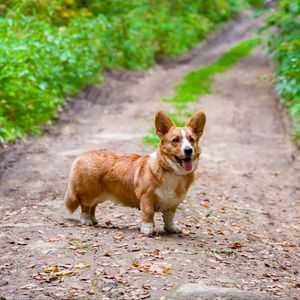 Preview wallpaper corgi, dog, protruding tongue, pet