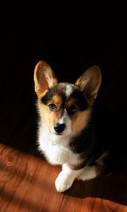 Preview wallpaper corgi, dog, puppy, pet