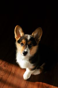 wallpaper wallpapers background iphone fondepantalla  Corgi wallpaper  Cute dog wallpaper Cute dogs