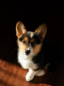 Preview wallpaper corgi, dog, puppy, pet