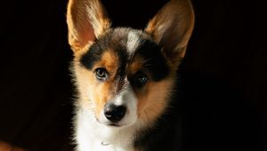 Preview wallpaper corgi, dog, puppy, pet