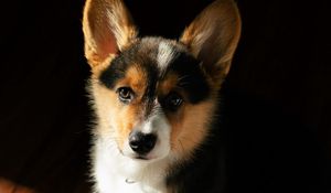 Preview wallpaper corgi, dog, puppy, pet