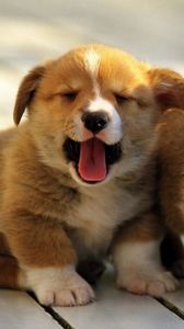 Preview wallpaper corgi, pembroke, dogs, puppies, background