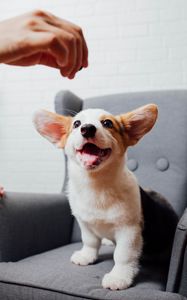 Preview wallpaper corgi, pet, dog, funny