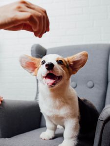 Preview wallpaper corgi, pet, dog, funny