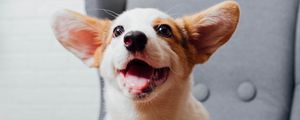 Preview wallpaper corgi, pet, dog, funny