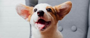 Preview wallpaper corgi, pet, dog, funny