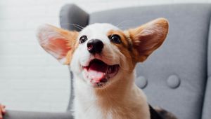 Preview wallpaper corgi, pet, dog, funny