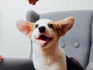 Preview wallpaper corgi, pet, dog, funny