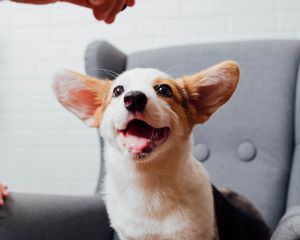 Preview wallpaper corgi, pet, dog, funny