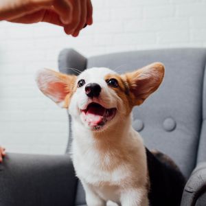 Preview wallpaper corgi, pet, dog, funny