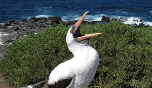 Preview wallpaper cormorant, bird, cry, feathers, stones, sit