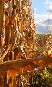 Preview wallpaper corn, agriculture, field, ears, tops of vegetable, yellow