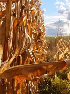 Preview wallpaper corn, agriculture, field, ears, tops of vegetable, yellow