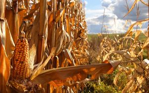 Preview wallpaper corn, agriculture, field, ears, tops of vegetable, yellow