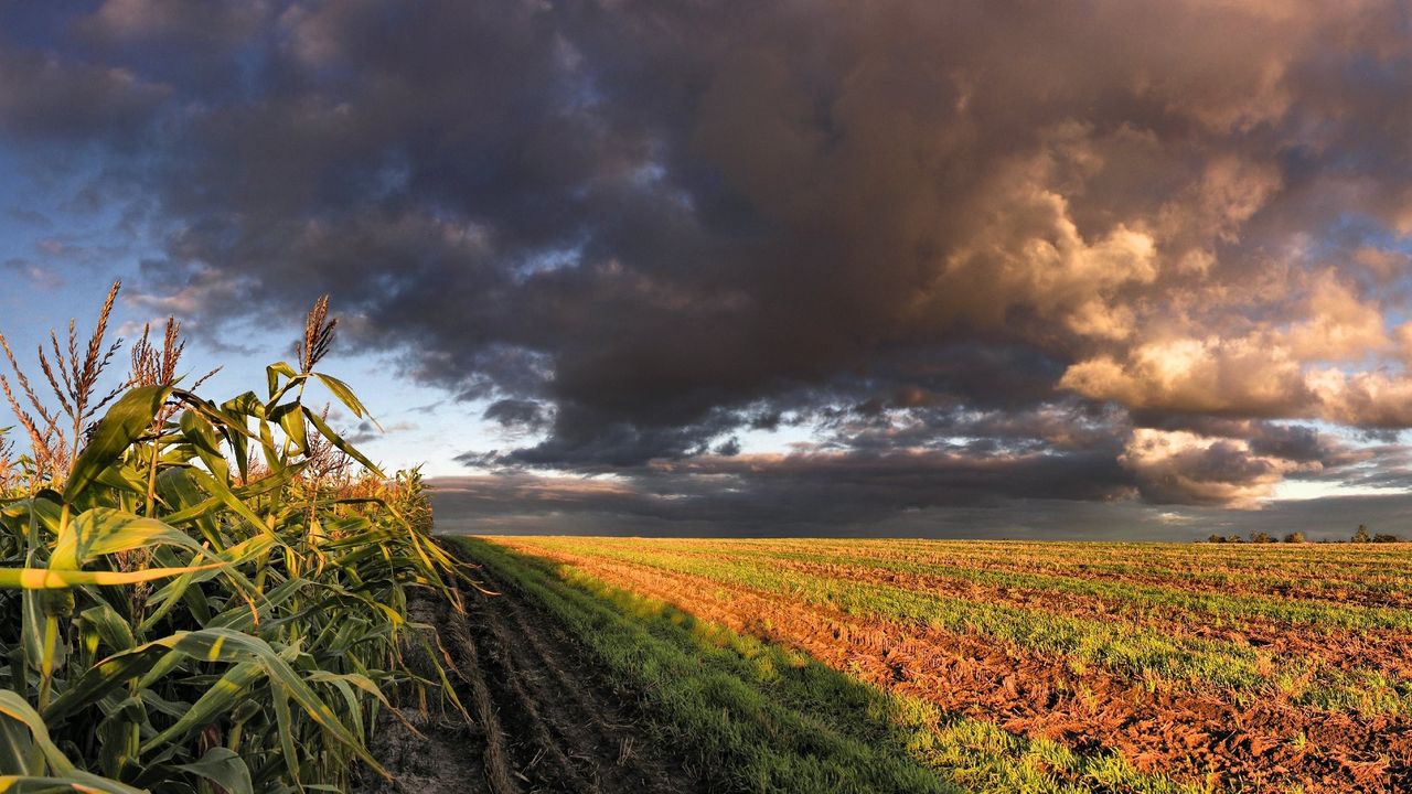 Wallpaper corn, field, sky, panorama, arable land, clouds