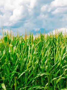 Preview wallpaper corn, field, summer, farm