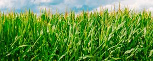 Preview wallpaper corn, field, summer, farm