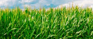 Preview wallpaper corn, field, summer, farm