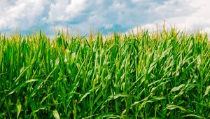 Preview wallpaper corn, field, summer, farm