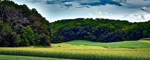 Preview wallpaper corn field, trees, grass, summer, wisconsin