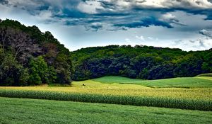 Preview wallpaper corn field, trees, grass, summer, wisconsin