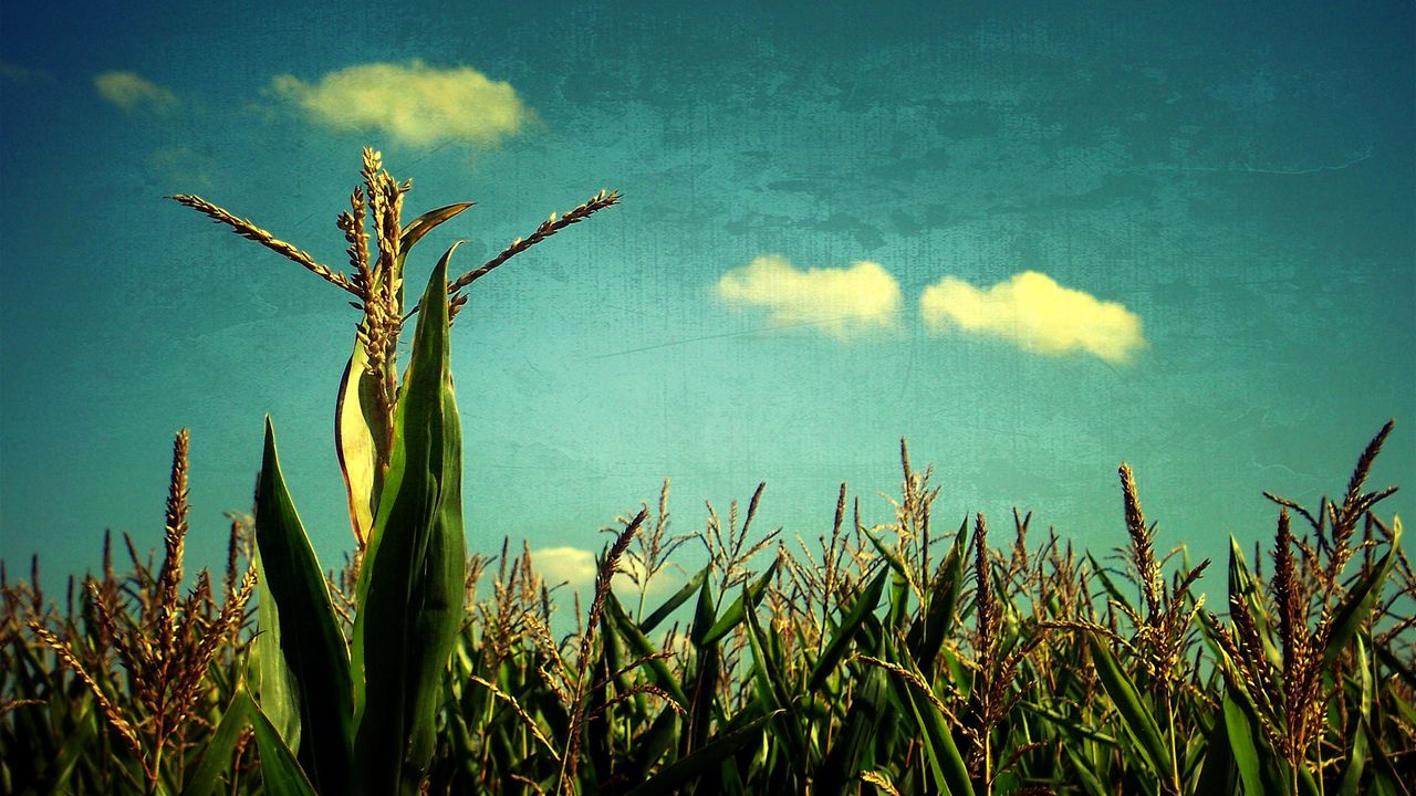 Wallpaper corn, sky, blue, art, field, crop