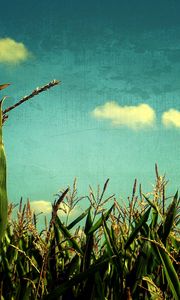 Preview wallpaper corn, sky, blue, art, field, crop