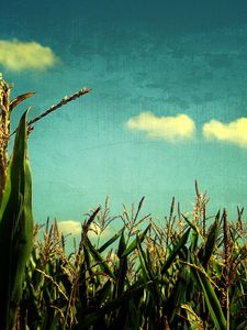 Preview wallpaper corn, sky, blue, art, field, crop