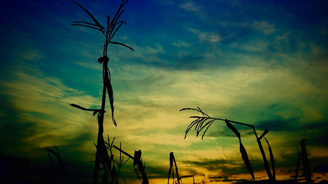 Wallpaper corn, stalk, outlines, evening, sky