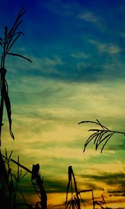 Preview wallpaper corn, stalk, outlines, evening, sky