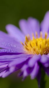 Preview wallpaper cornflower, drops, dew, purple