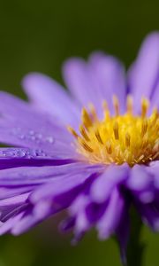 Preview wallpaper cornflower, drops, dew, purple