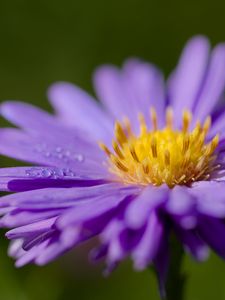 Preview wallpaper cornflower, drops, dew, purple