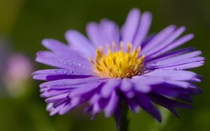 Preview wallpaper cornflower, drops, dew, purple