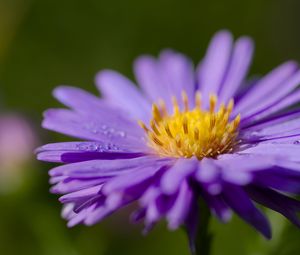 Preview wallpaper cornflower, drops, dew, purple