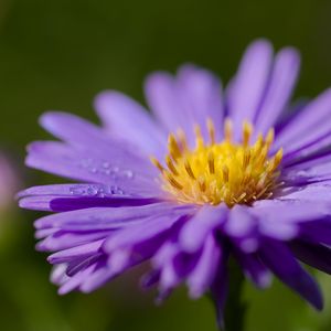 Preview wallpaper cornflower, drops, dew, purple