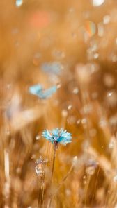 Preview wallpaper cornflower, flower, blue, field, blur