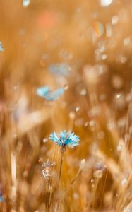 Preview wallpaper cornflower, flower, blue, field, blur