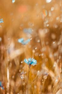 Preview wallpaper cornflower, flower, blue, field, blur