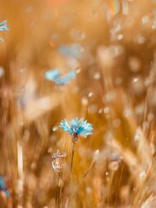 Preview wallpaper cornflower, flower, blue, field, blur