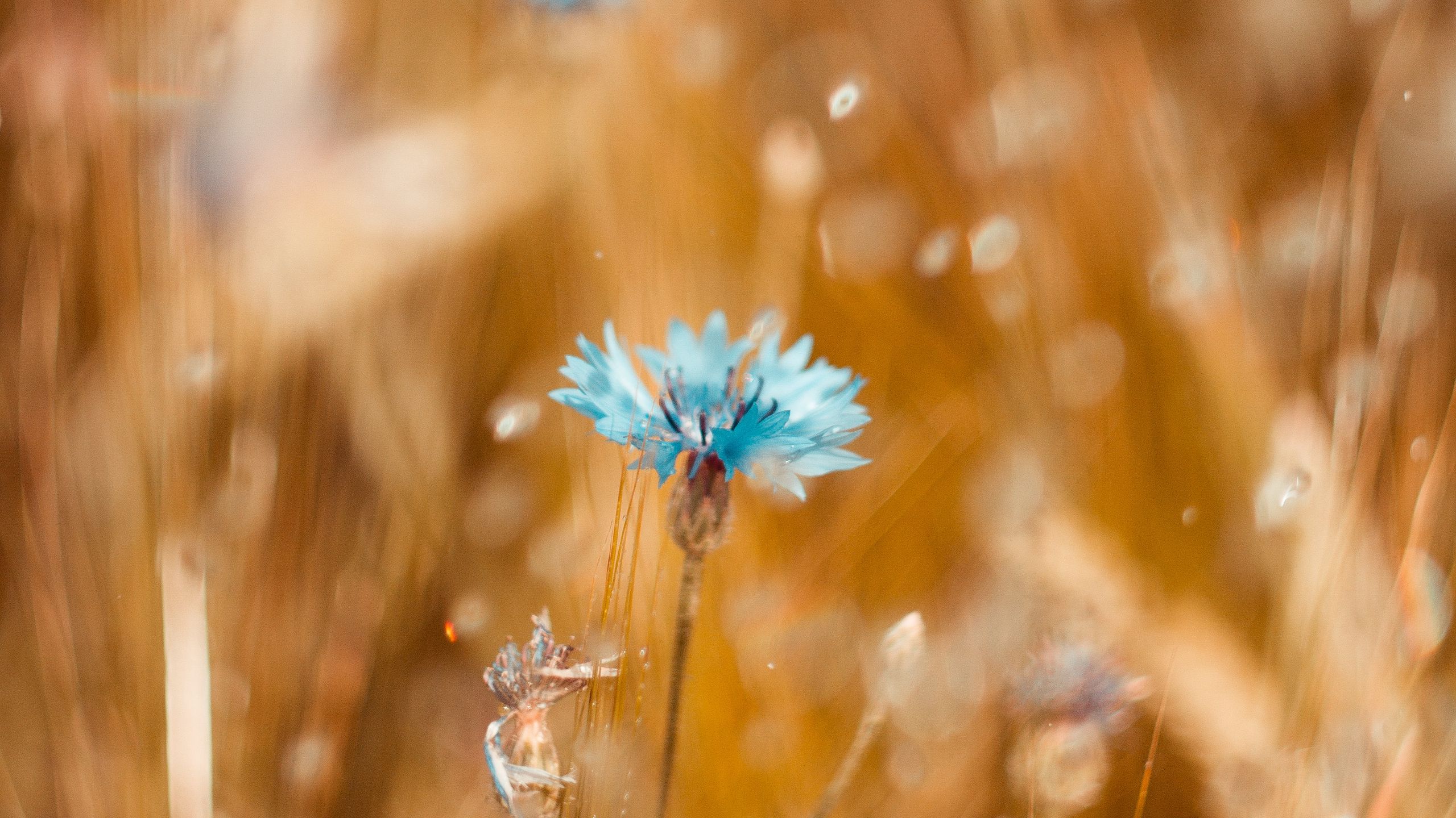 Download wallpaper 2560x1440 cornflower, flower, blue, field, blur